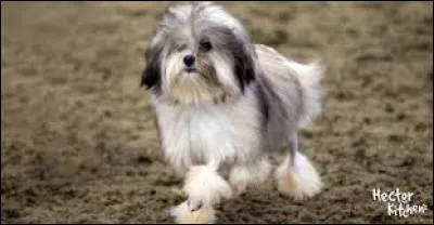 Quelle race de chien est connue pour son apparence de lion miniature ?