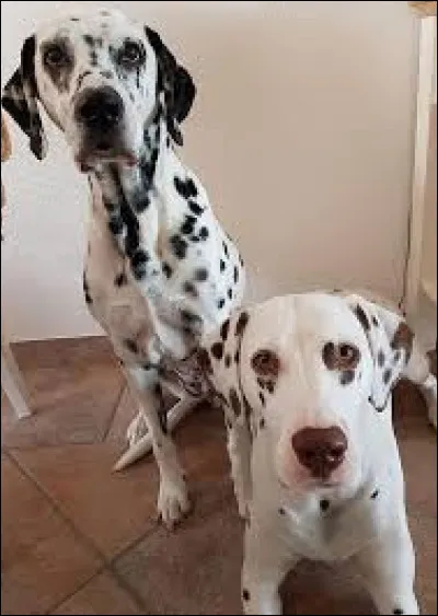 Quel chien est célèbre pour ses taches noires sur fond blanc ?