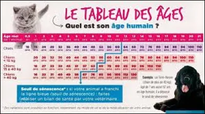 Quelle est l'espérance de vie moyenne d'un chien ?