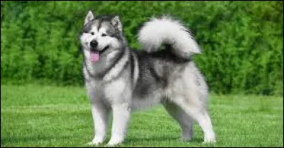 Quelle est la race du chien ci-dessus ?