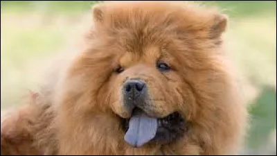 Quelle race de chien est connue pour sa langue bleue ?