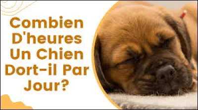 Combien de temps en moyenne un chien dort-il par jour ?
