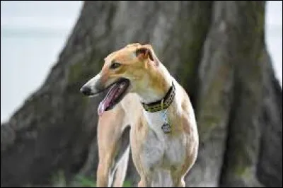 Quelle race de chien est la plus rapide ?