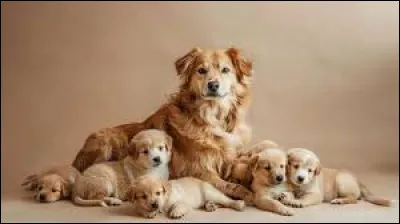 Quelle est la durée de gestation moyenne dune chienne ?