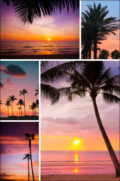 Quel élément nest PAS représenté sur cette photo ?