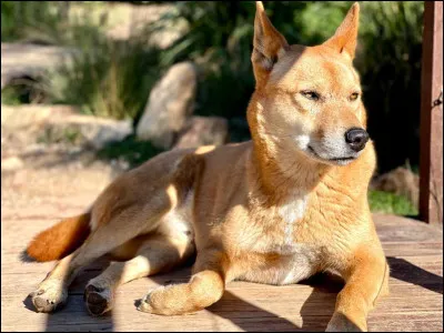 Quel est cet animal ?