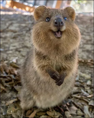 Quel est cet animal ?