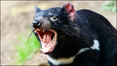 Quel est cet animal ?