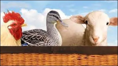 Ce 19 septembre a lieu à Versailles devant le roi Louis XVI le premier vol habité à bord d'une montgolfière. Trois animaux y prennent place : un mouton, un coq et un canard. Tous reviennent indemnes. Avant ou après 1773 ?