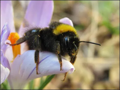 Insectes.
Le bourdon n'a pas de dard.