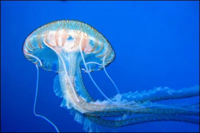 Quel est le pourcentage d'eau dans une méduse ?