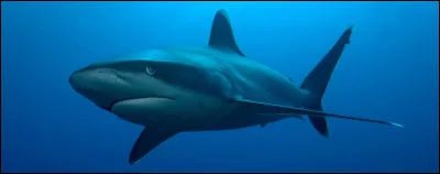 Ce requin, appel&eacute; lamie ou taupe de mer, atteint 4 m&egrave;tres, il est p&ecirc;ch&eacute; pour l'huile que fournit son foie, son cuir et sa chair, comment est-il encore nomm&eacute; ?