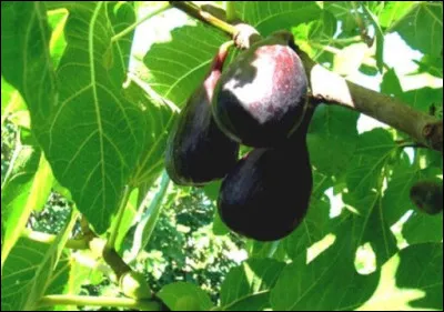 M&ecirc;me quand elle est du pape, c'est un fruit d&eacute;licieux, de quoi s'agit-il ?