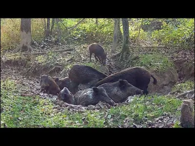 Cette fois, il s'agit d'une flaque boueuse naturelle ou parfois creus&eacute;e par le sanglier, o&ugrave; l'animal se vautre, comment la d&eacute;signerez-vous ?