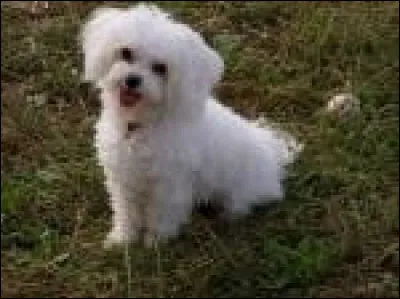 Voici un bichon à poil frisé :