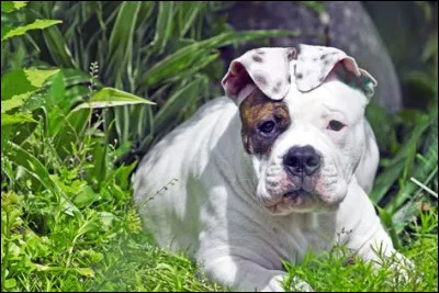 Voici un bouledogue français :