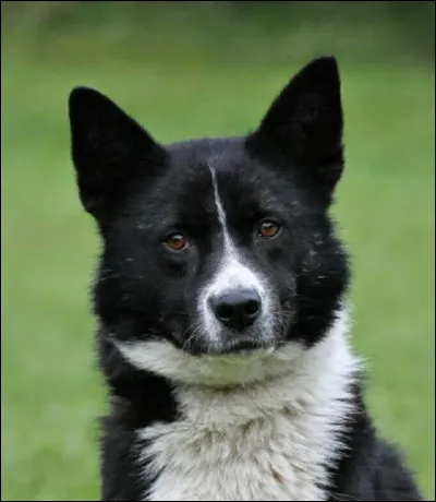 Voici un chien dours de Carélie :