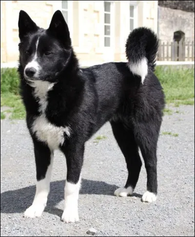 Il pèse environ 60 kg :