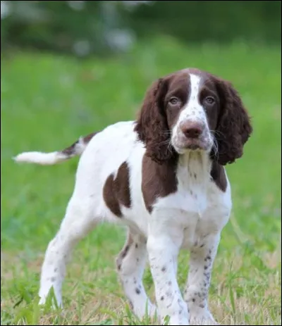 Voici un épagneul français :