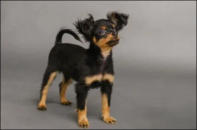 Voici un russkiy toy :