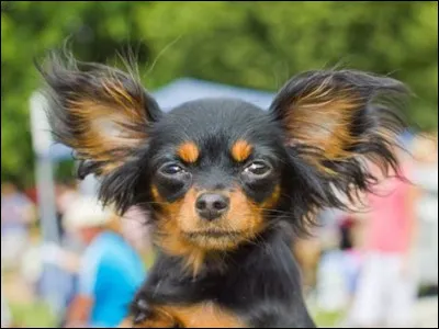 Et il mesure environ 25 cm :