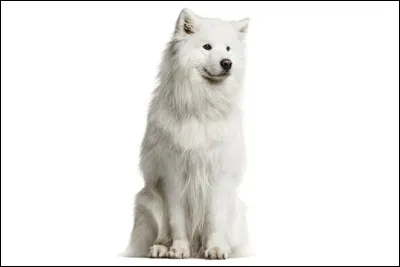 Voici un samoyède :