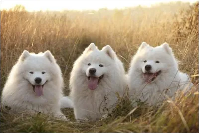 Il mesure environ 55 cm :