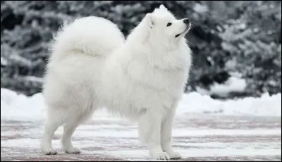 Et il pèse environ 25 kg :