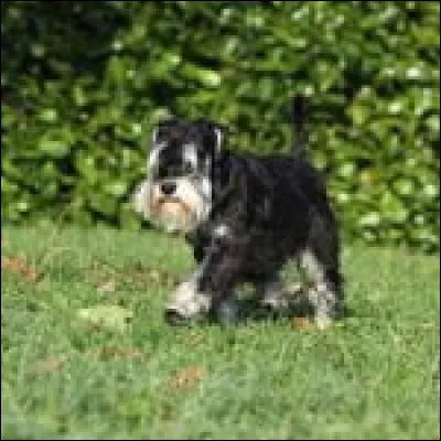 Voici un scottish terrier :