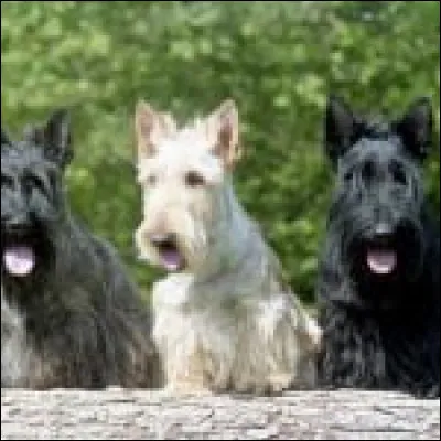 Voici un scottish terrier :