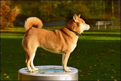 Voici un akita américain :