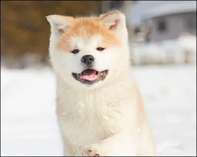 Voici un akita inu :