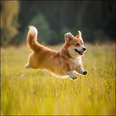 Et pour finir voici un welsh corgi :