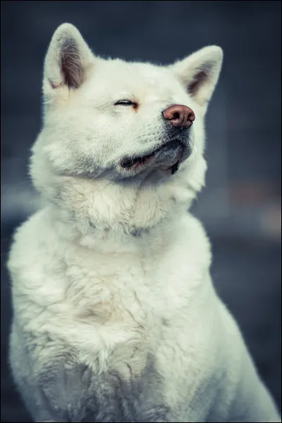 Un akita inu pèse environ 35 kg :