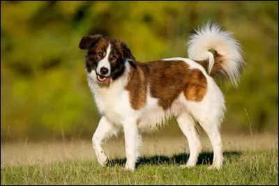 Voici un malamute d'Alaska :