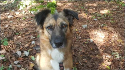 Un aïdi mesure environ 70 cm :