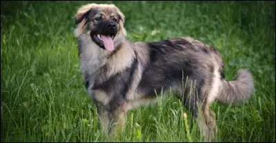 Voici un berger du Karst :