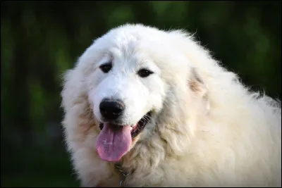 Il a une espérance de vie de 20 ans :