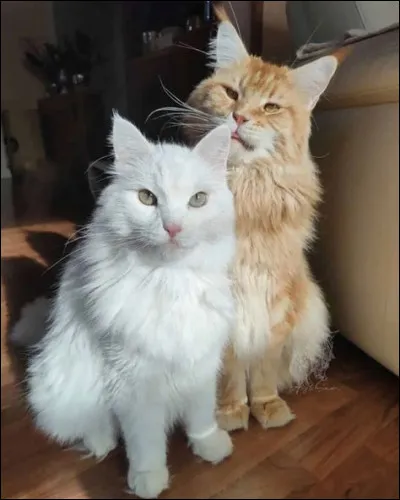 Et mesure environ 90 cm.