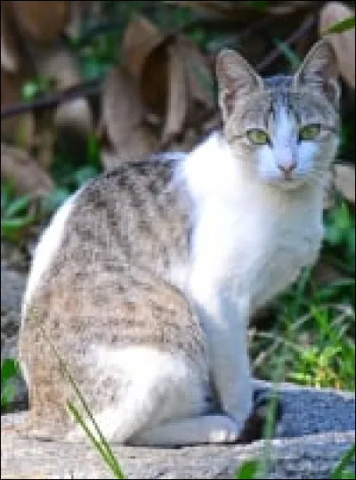 Voici un californian spangled.