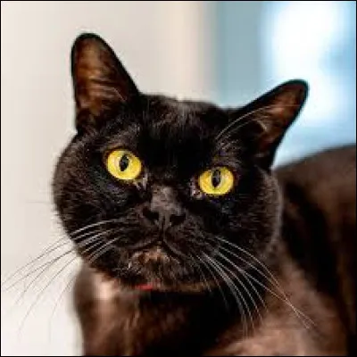 Et mesure environ 45 cm.