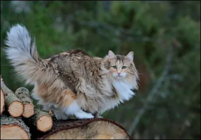 Voici un norvégien.