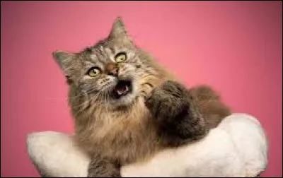 Et il est originaire des États-Unis.