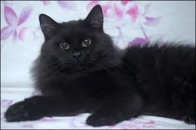 Et pèse environ 4,5 kg.