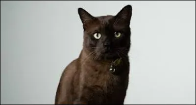 Et pour finir, il est originaire des États-Unis.