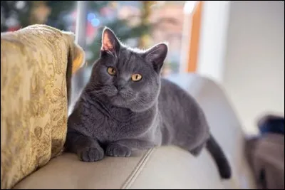 Et il est originaire d'Australie.