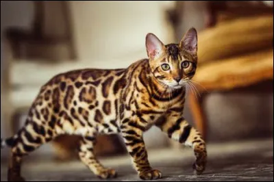 Voici un bengal.