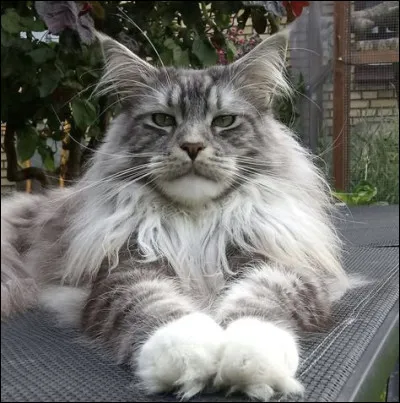 Voici un maine coon.