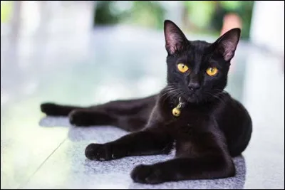 Un bombay p&egrave;se environ 4 kg.