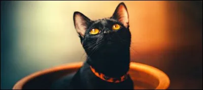 Il est plut&ocirc;t calme.